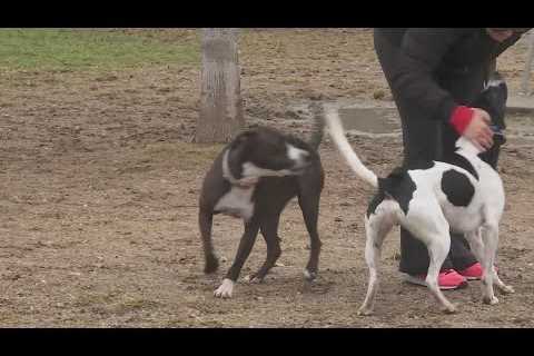 A few hundred animals adopted during freeze from northshore shelter