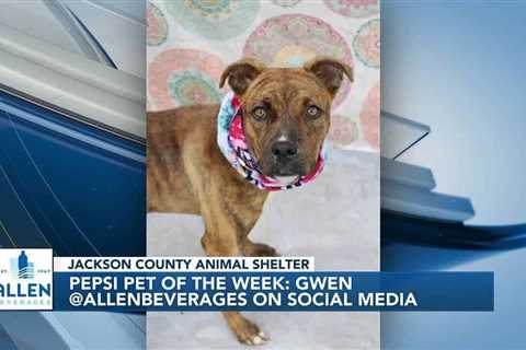 Pepsi Pet of the Week: Gwen (01/16/2024)