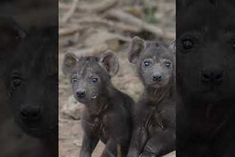 Wildlife photographer finds two baby hyenas