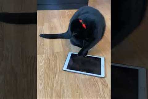 Cat loves playing mouse catching game