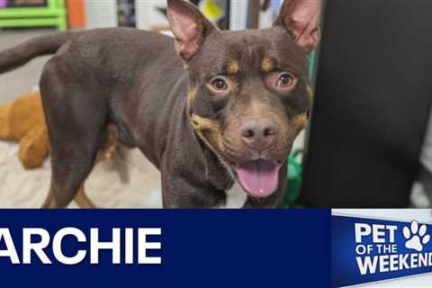 Adopt Archie from Williamson County Regional Animal Shelter! | FOX 7 Austin