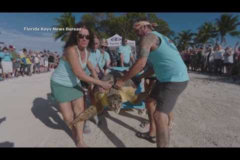 Rescued sea turtle ‘Ida’ released off Florida Keys