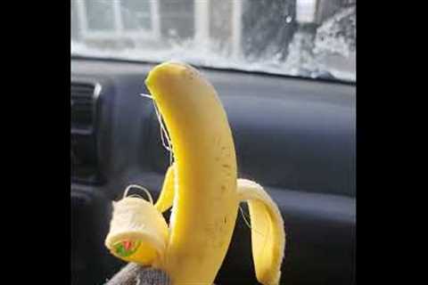 Steam flows out of banana due to extreme cold