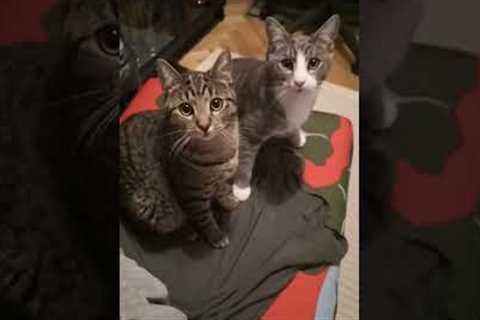 Two calm cats get hyped for dinner time