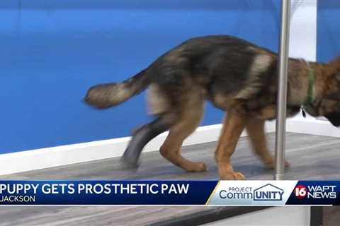 Puppy gets a Prosthetic Foot