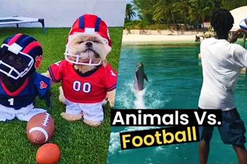 Animals Vs. Football