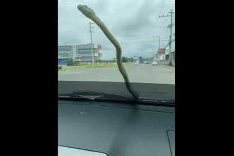 Unexpected encounter: snake slithers across windshield during drive to visit hospital