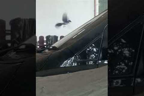 Playful wild bird uses car windscreen like a slide