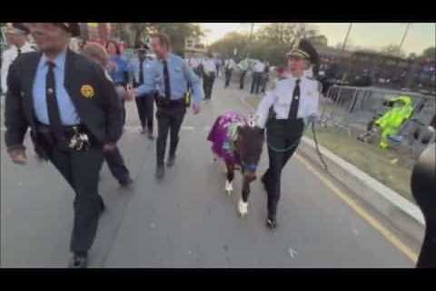 NOPD gifted pony named ‘Patch’ by nonprofit COPS 8