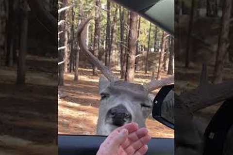 Friendly Mule Deer Buck Approaches Car