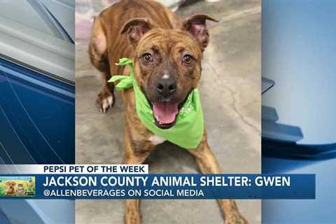 Pepsi Pet of the Week: Gwen (02/13/2024)