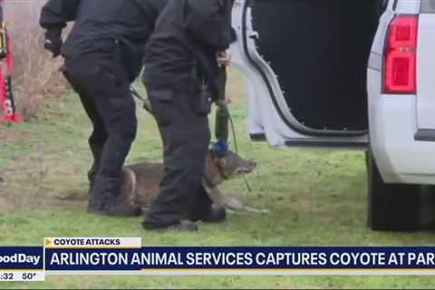 Aggressive coyote captured in Arlington park