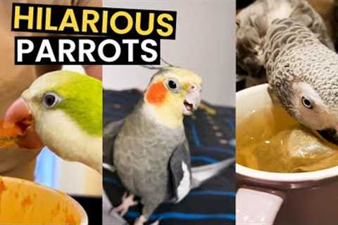 The MOST Funny Parrot Clips Caught On Camera | TOP 24 Parrots