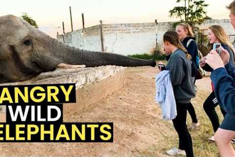 Angry WILD Elephants Caught On Camera | TOP 15