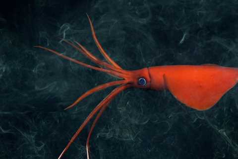 100+ New Species Discovered in the Deep Sea