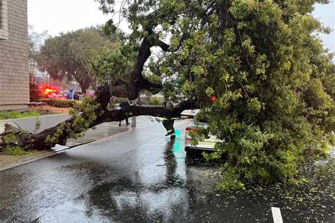 4 injured after large tree collapses on car in SF’s Fillmore District