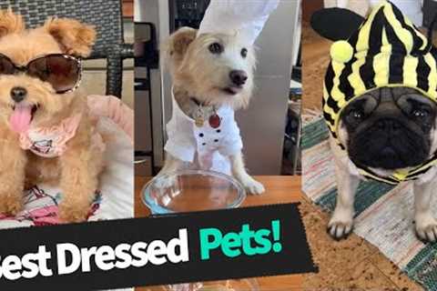 Animal Costumes: Best Dressed Pets