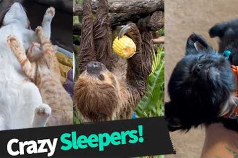 Crazy Sleepers: Animals Sleeping