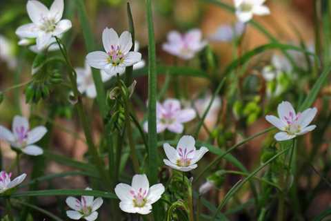 8 native plants with spring blooms