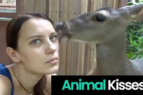 Animals Show Affection with Humans