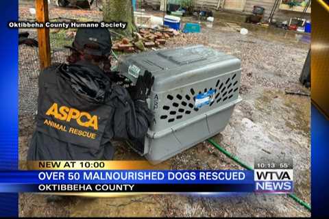 Oktibbeha County Humane Society asks for help in rescue of near 50 dogs