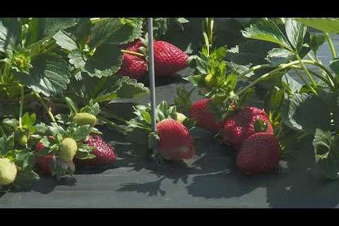 Farmers protecting strawberry crop ahead of Tuesday freeze