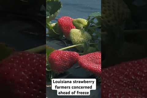 Farmers in Louisana protecting strawberry crops ahead of freeze #farming #agriculture #strawberry