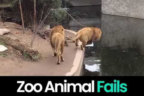 Zoo Bloopers: The Funniest Animal Fails