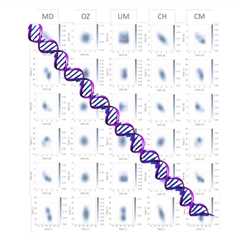 A new model predicts the flexibility of DNA movement at the molecular scale