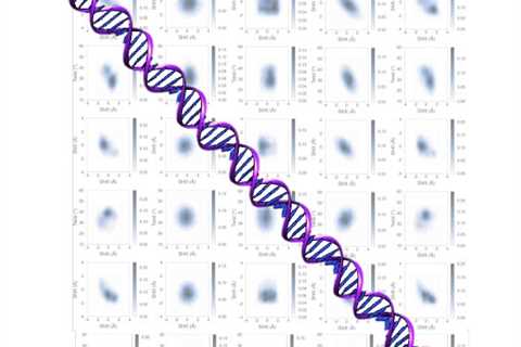 A new model predicts the flexibility of DNA movement at the molecular scale