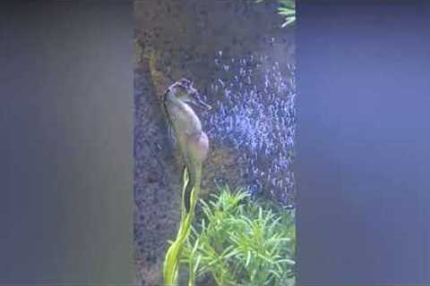 Magical moment father gives birth to hundreds of baby seahorses