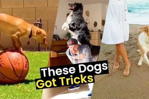 These Dogs Got Tricks