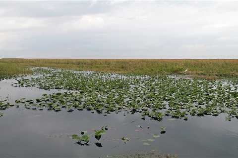 DeSantis signs bill that directs gambling revenues to fund environmental projects • Florida Phoenix