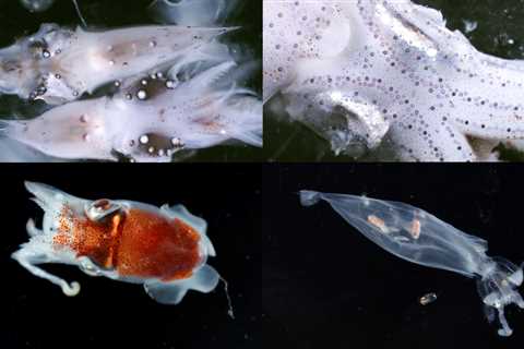 Tentacles from the deep – The cephalopod fauna off Madeira