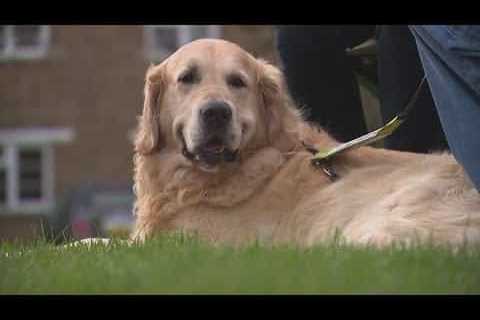 “Dog Father” retires after fathering 323 pups