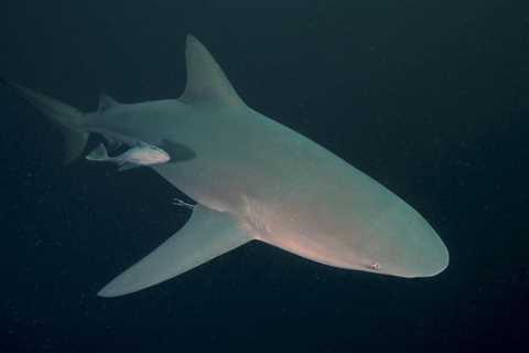 Climate change ‘bait and switch’ threatens sharks and rays