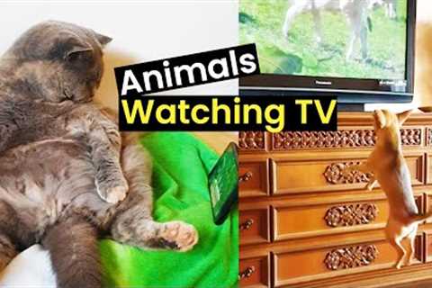 Best Of Binging | These Pets Love Watching TV