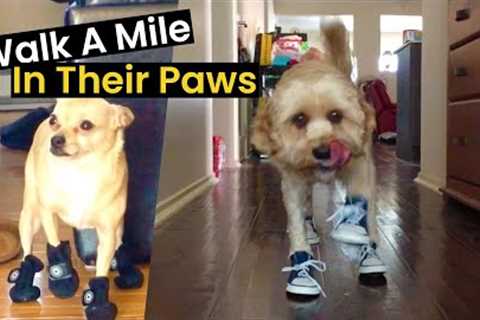 Walk A Mile In Their Paws | Dogs In Shoes