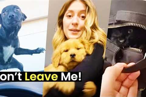 Don't Leave Me! | Pets Won't Let Their Owners Leave