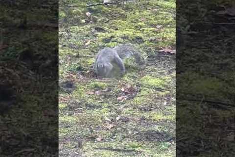 Whaaat!? Man caught off guard when squirrel digging hole starts twerking