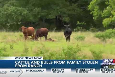 Pearl River family left with questions as to why cattle and bulls were stolen from their ranch