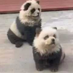 China zoo slammed for painting dogs to look like PANDAS after being forced to admit animals were..