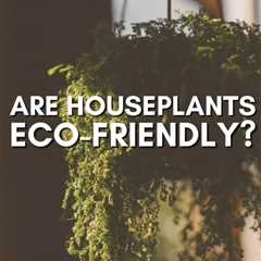 Is Your Plant Addiction Eco-Friendly?