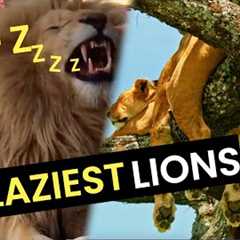 The Laziest Lions EVER!