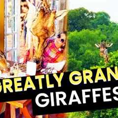 The Greatest Grand Giraffes!