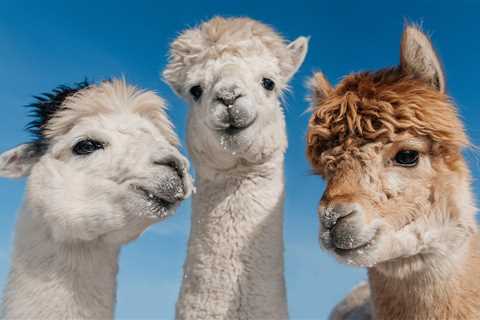 Alpaca Sex Is Even Weirder Than You Think