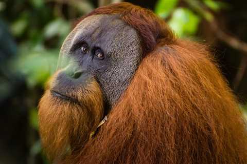 Wild Orangutan Observed Using First Aid on a Wound in a Scientific First