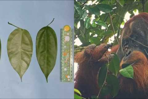 Orangutan Observed Treating a Wound With a Medicinal Plant for the First Time