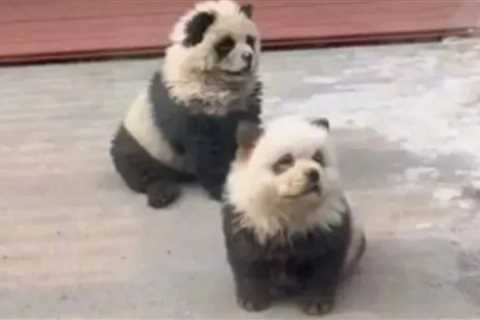 China zoo slammed for painting dogs to look like PANDAS after being forced to admit animals were..