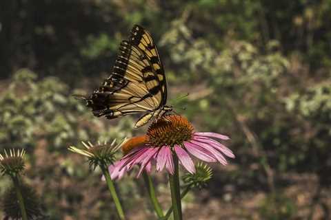 Native Plants 101: Everything You Need to Know